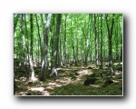 2009-04-25 Kekes (06) 99 percent beech trees